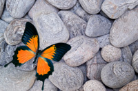 Butterfly on pebbles